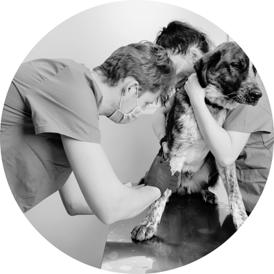 June Proactive Wellbeing Tips: Working in a veterinary clinic is a deeply rewarding experience.